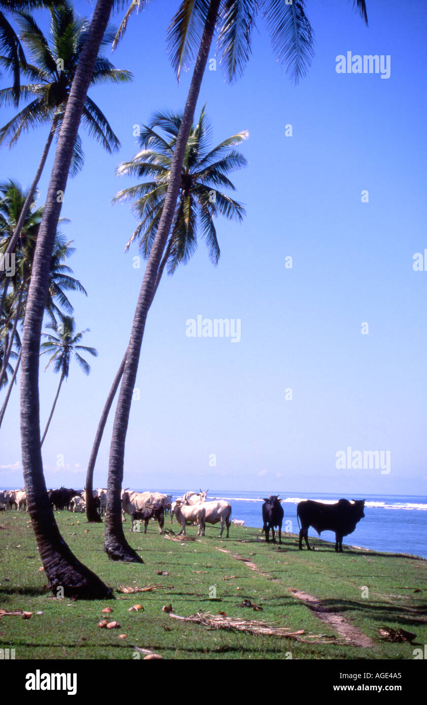 Indonesia Bullocks along the western coast of Java Stock Photo