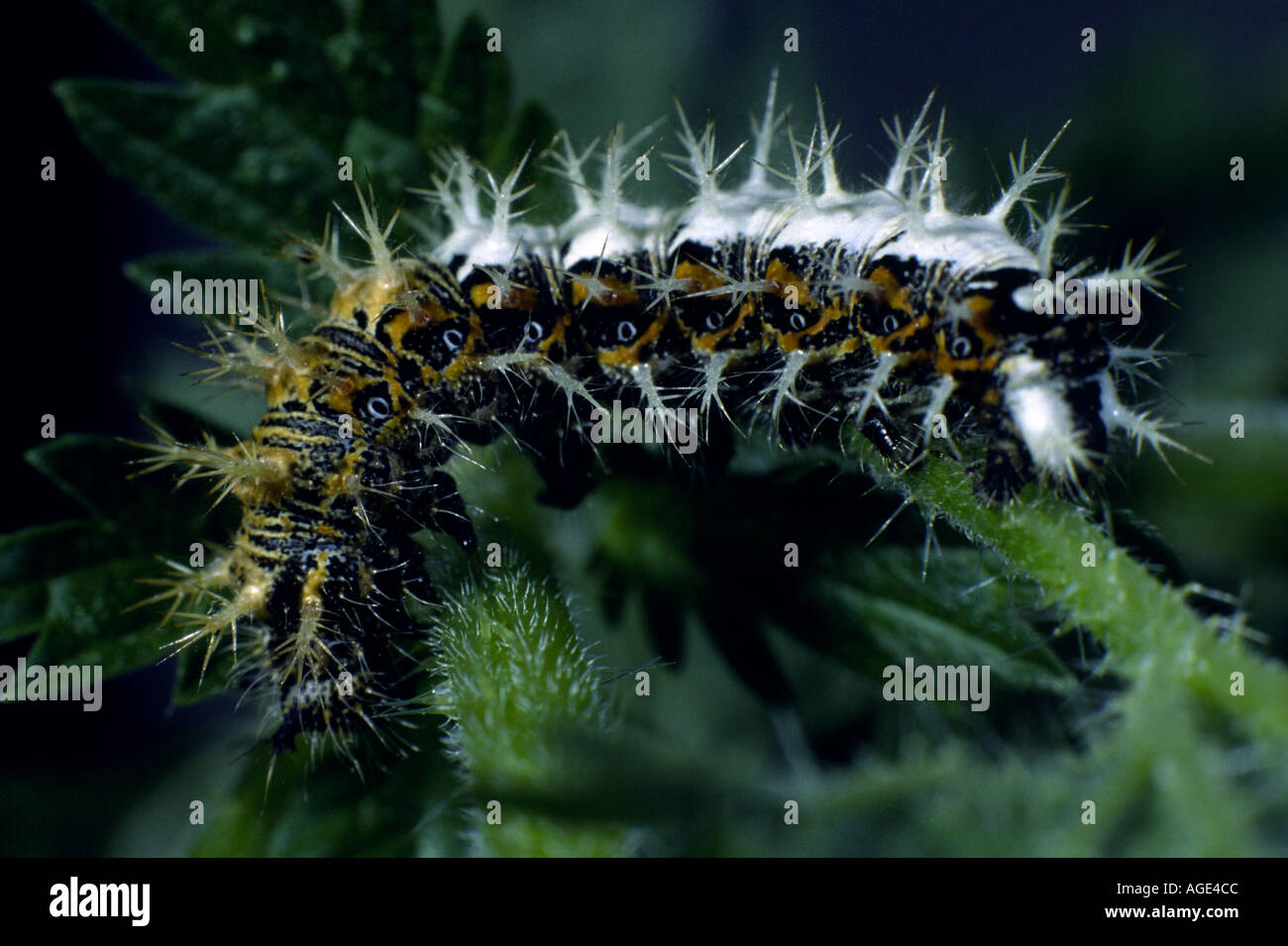 Comma butterfly larva Stock Photo