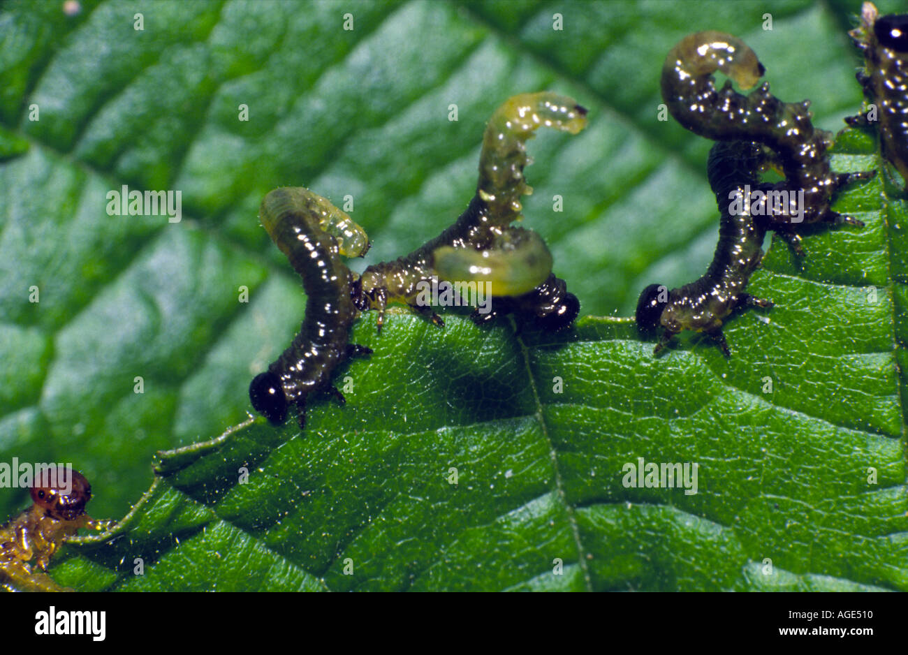 Sawfly larvae Stock Photo
