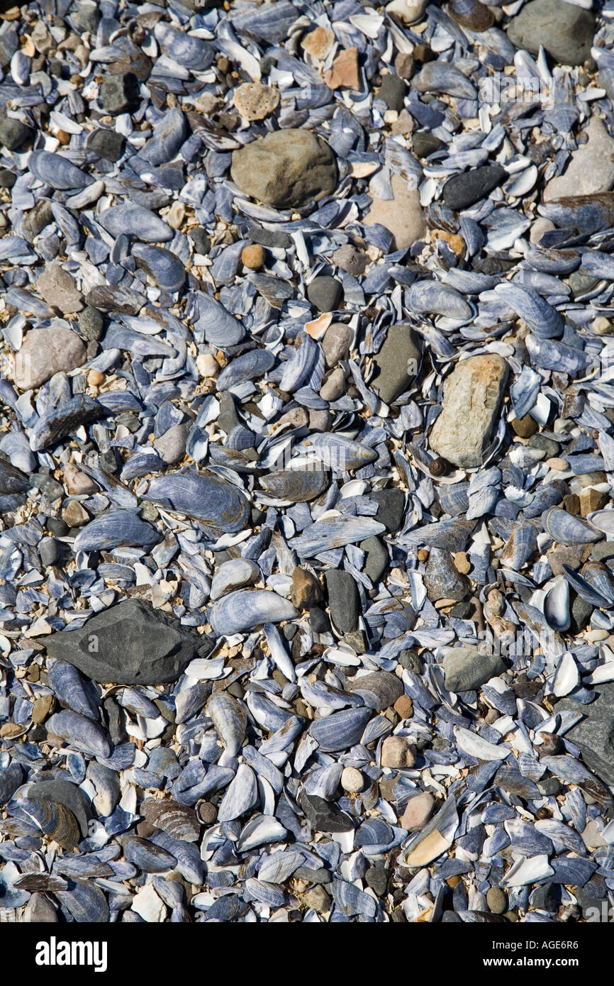 Empty mussel shells on the beach Wales UK Stock Photo