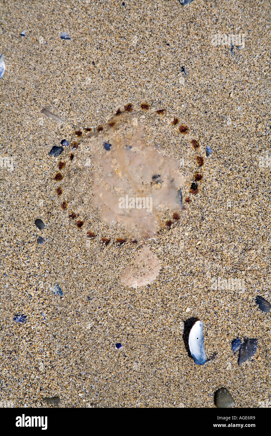 Jellyfish uk wales hires stock photography and images Alamy