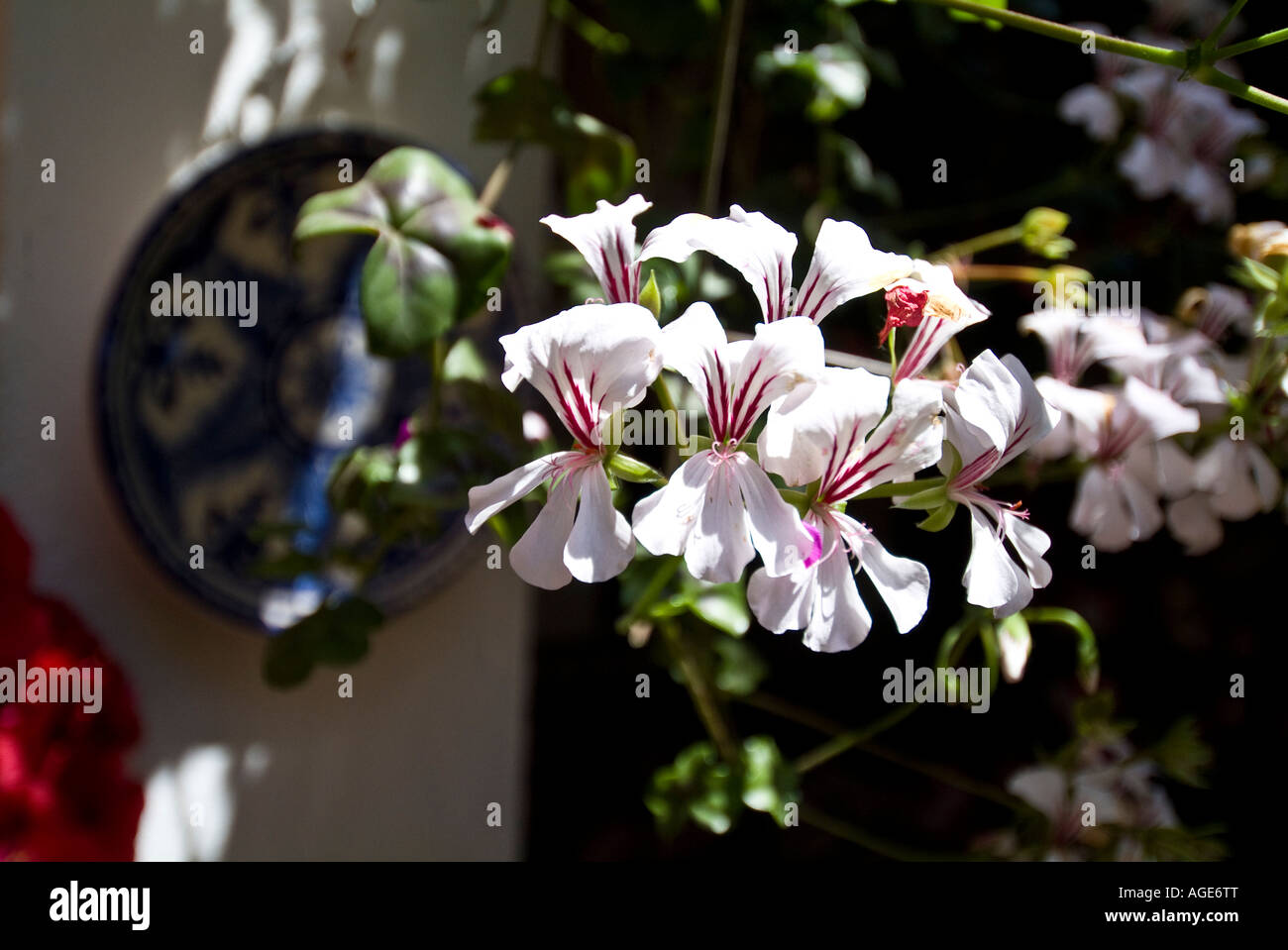 patio with flowers in cordoba Stock Photo