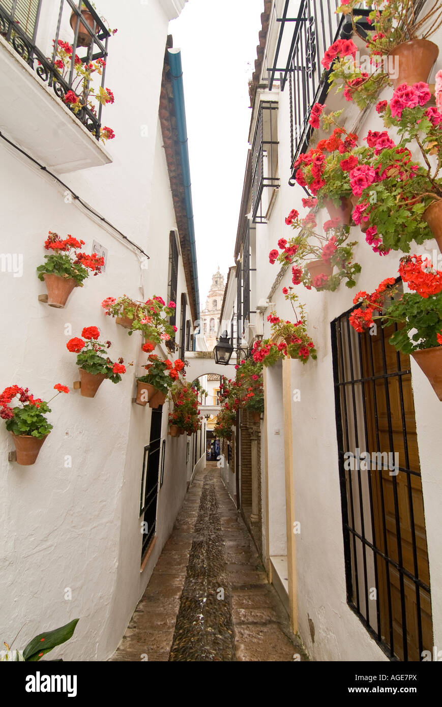 narrow flowery street in cordoba Stock Photo