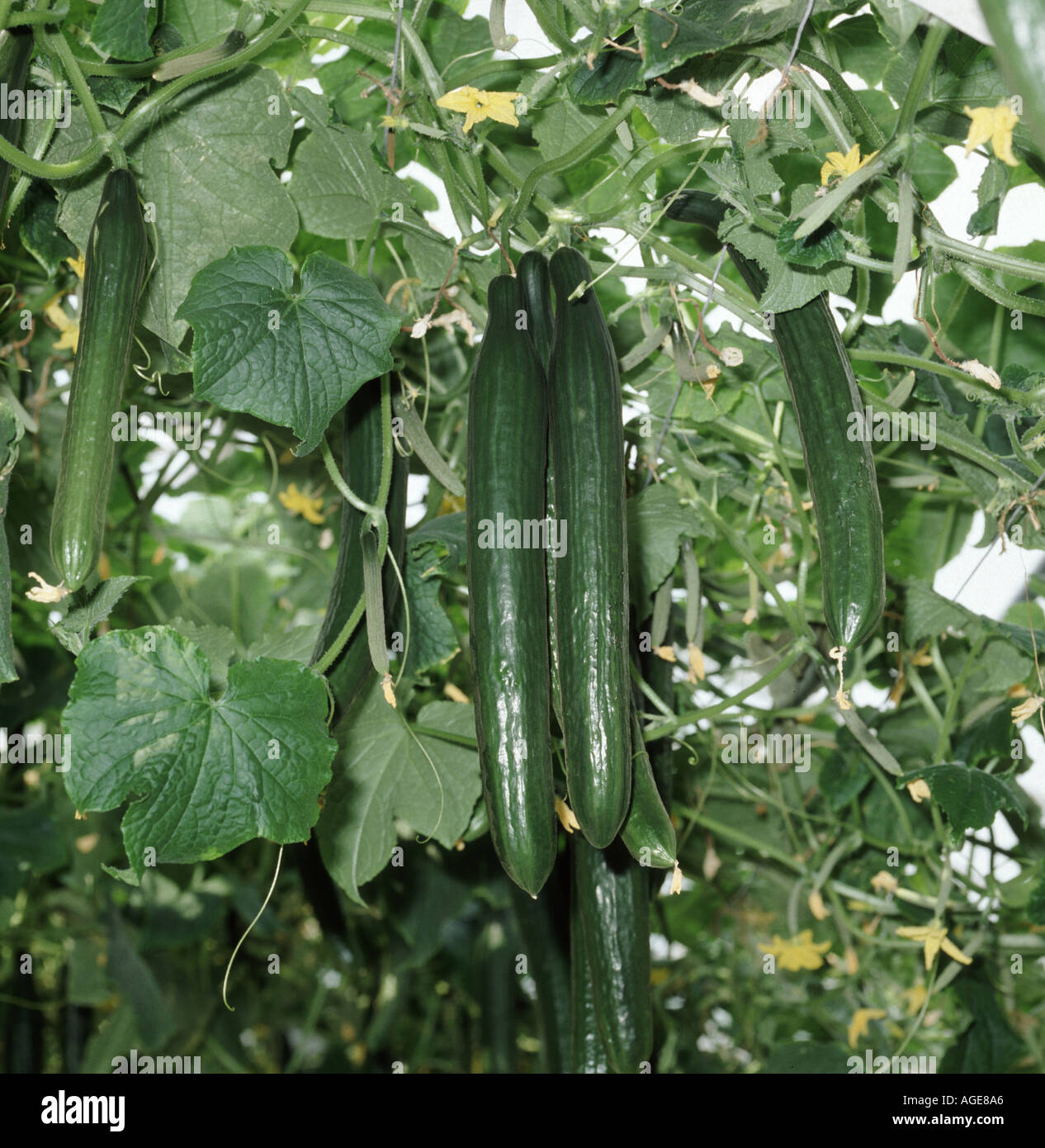 Ripe cucumbers growing in glasshouse grown by hydroponic feeding system Stock Photo