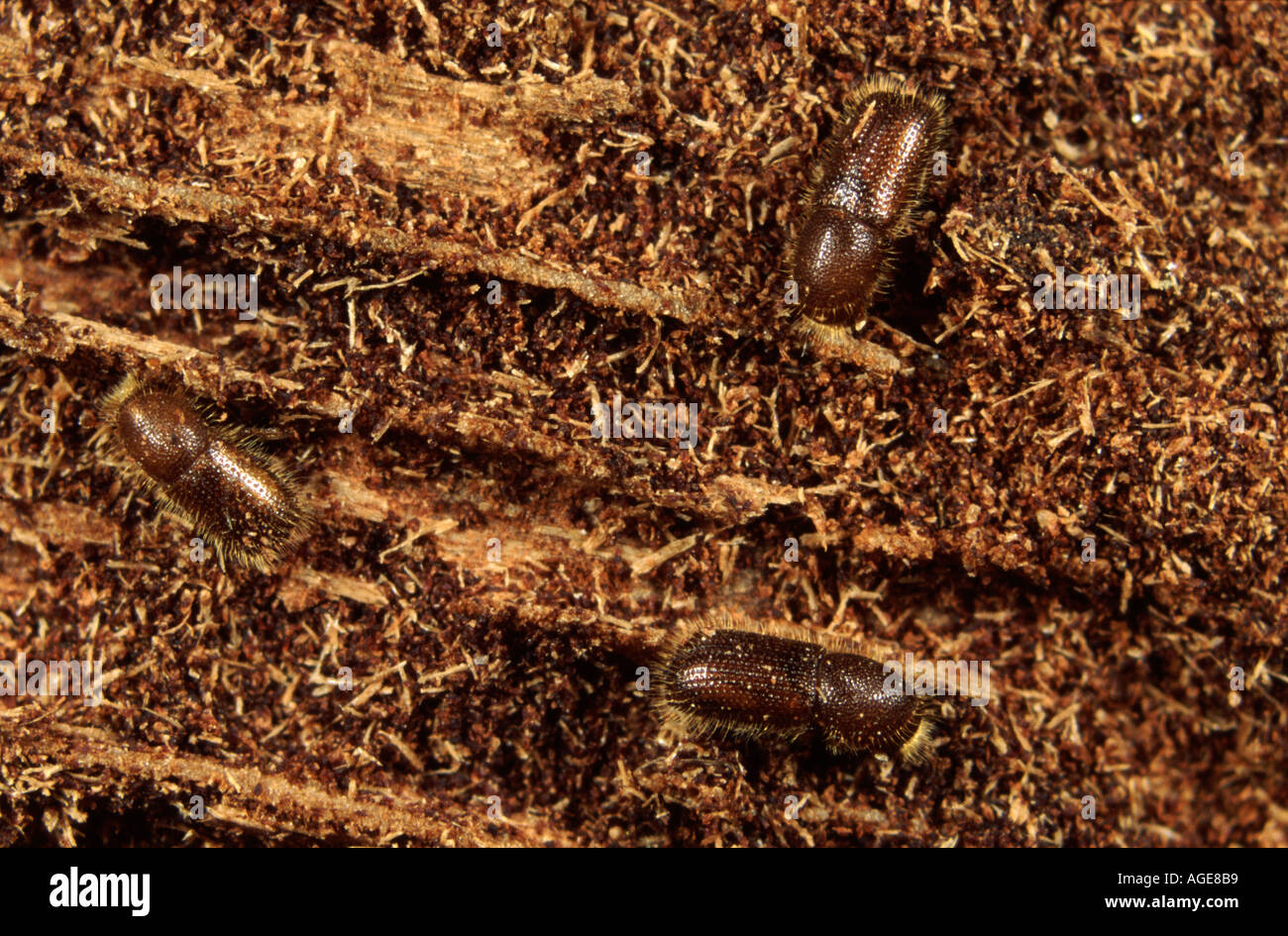 Photomicrograph of ambrosia bark beetles Xyleborus sp. in gallery in dead tree wood Stock Photo