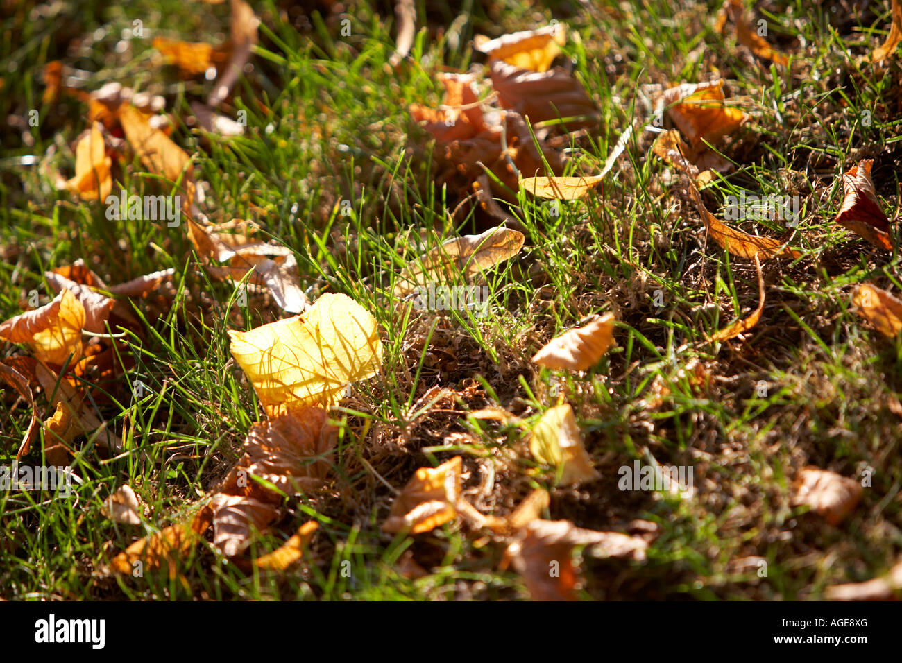 AUTUMN LEAVES LAYING ON GRASS WITH A STRONG SUNNY BACKLIGHT Stock Photo ...