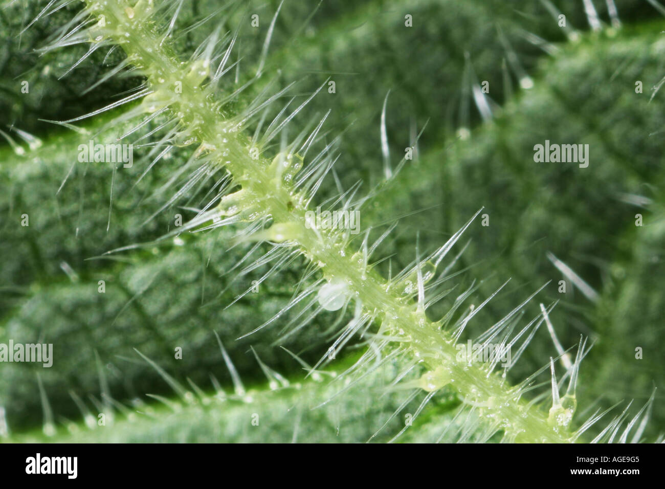 Extreme close up of the needles of a stinging nettle Stock Photo Alamy