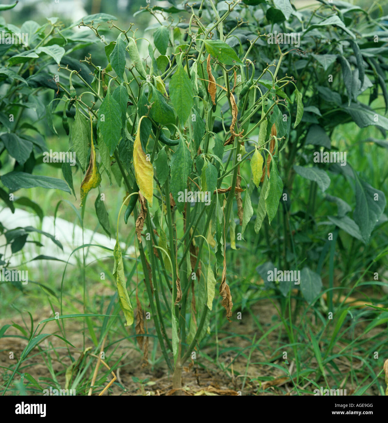 Bacterial wilt Pseudomonas solanacearum on mature capsicum chili pepper plant Thailand Stock Photo
