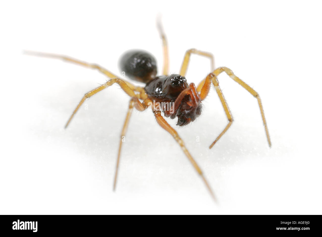 Dwarf spider on white background Stock Photo