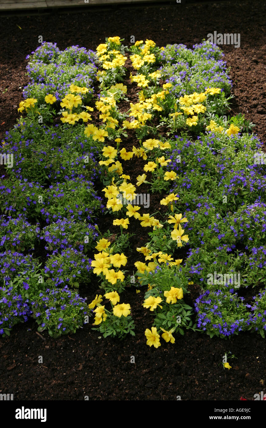 Yellow and blue flowers arranged like the Swedish flag Stock Photo