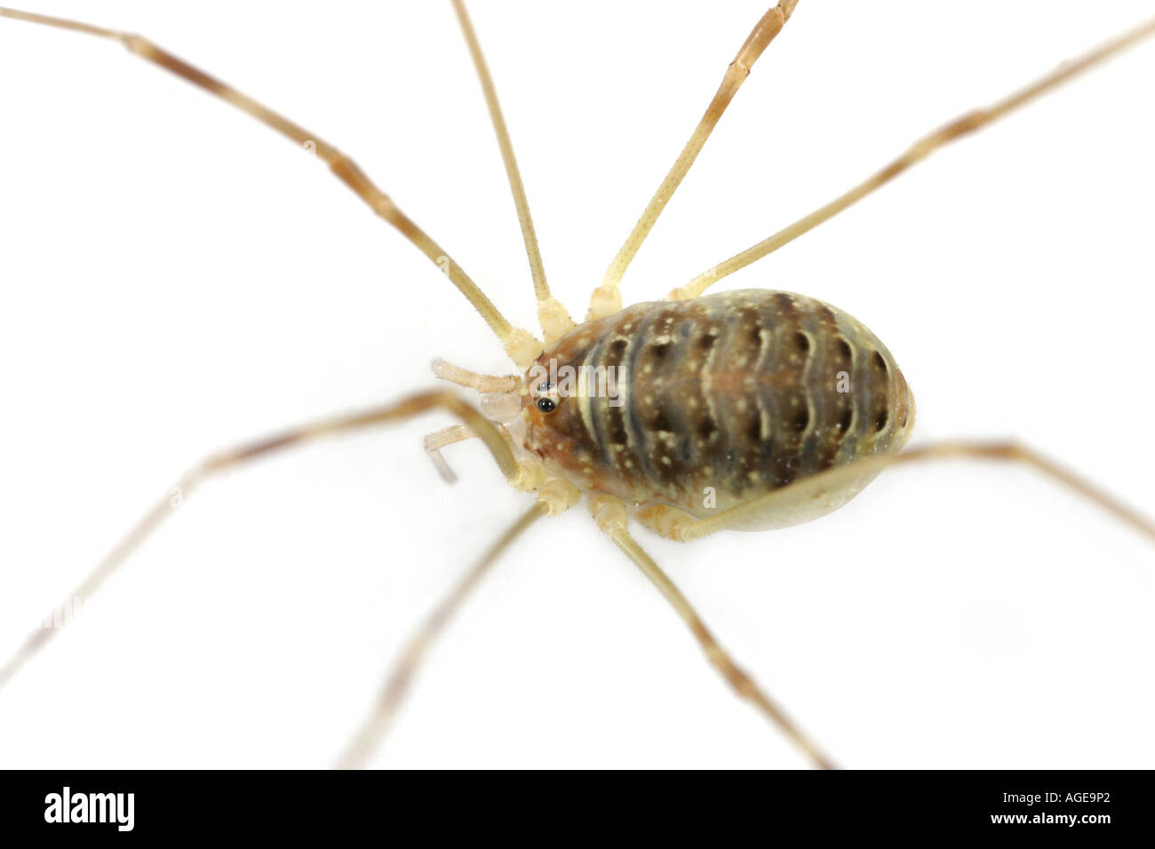 Harvestman, Order Opiliones Stock Photo - Alamy