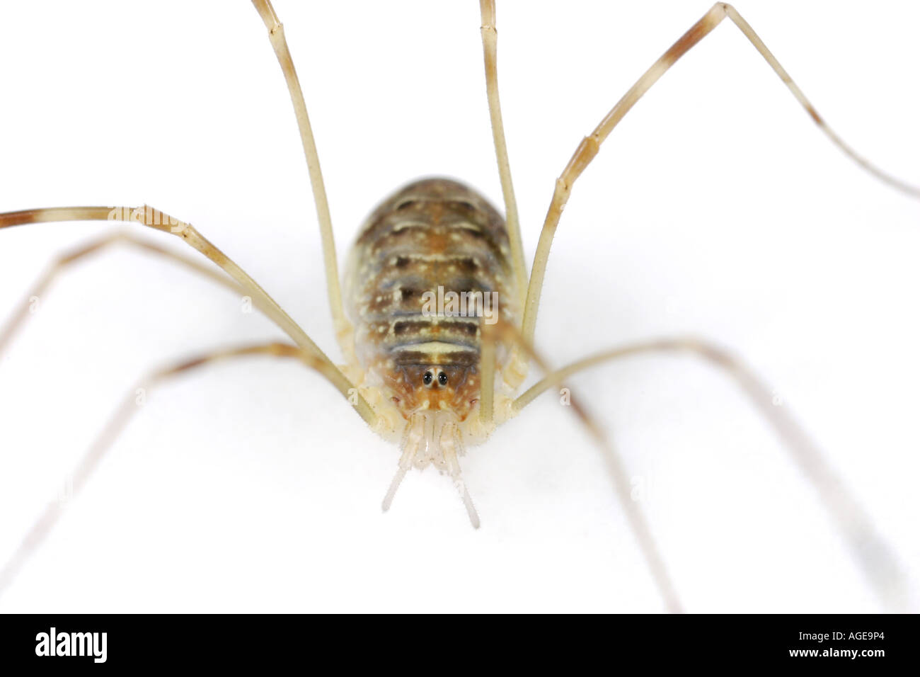 Harvestman, Order Opiliones Stock Photo - Alamy