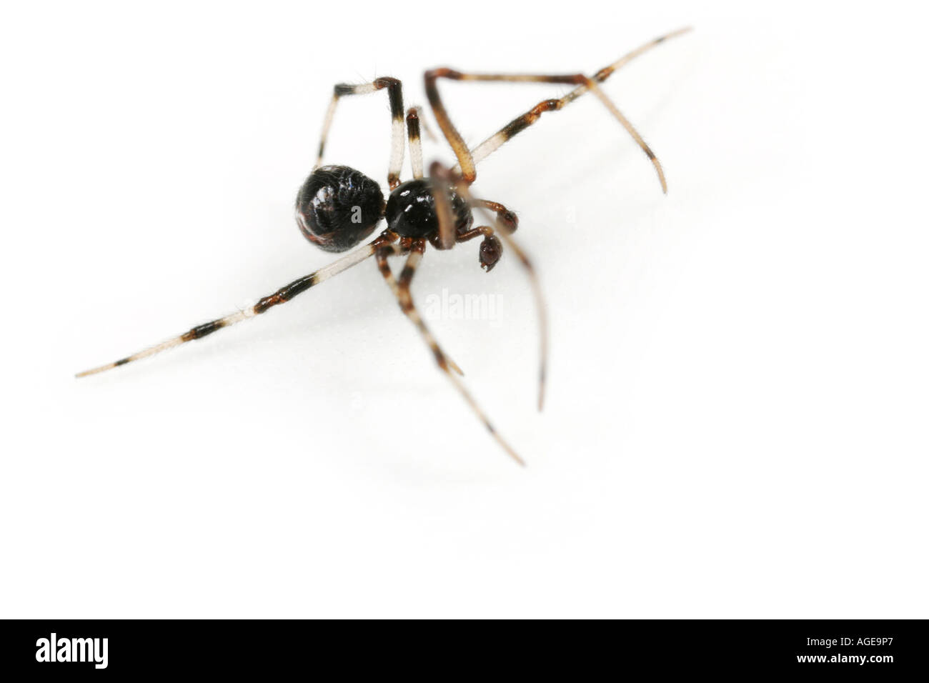 Close up of a male Achaearanea lunata spider with one leg stretched forward and one backwards. Stock Photo