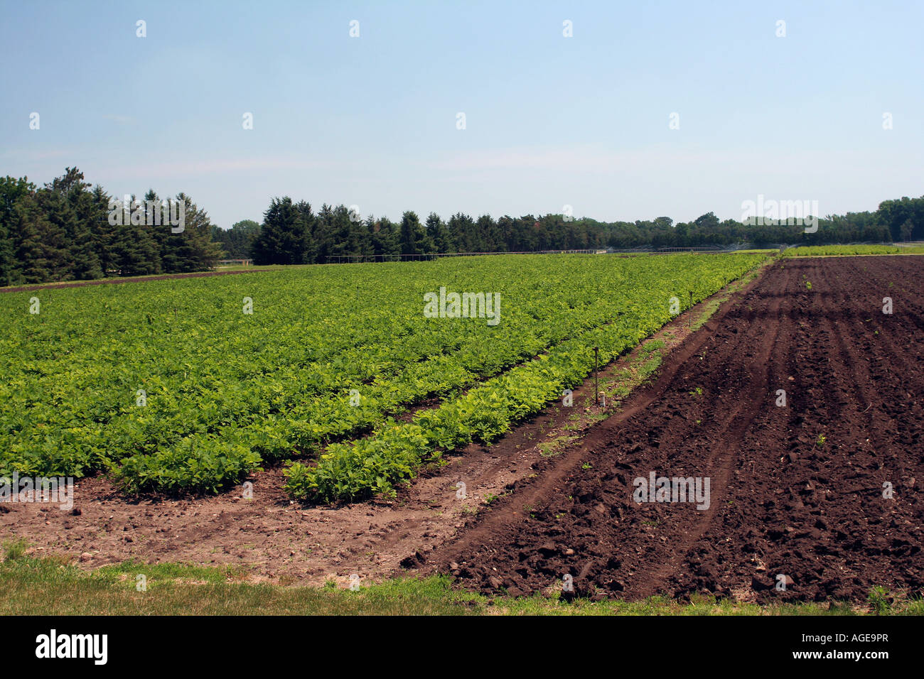 State forest nursery trees grow at Ames Iowa facility Stock Photo Alamy
