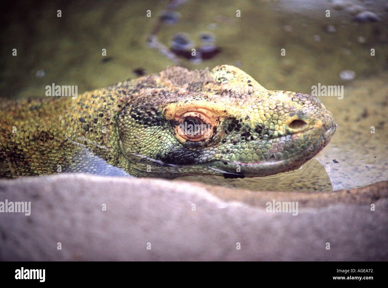Monitor lizard animal behaviour hi-res stock photography and images - Alamy