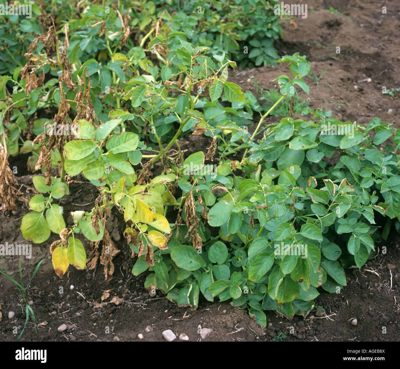 Wilt Verticillium albo atrum necrosis and damage on potato crop plants Scotland Stock Photo