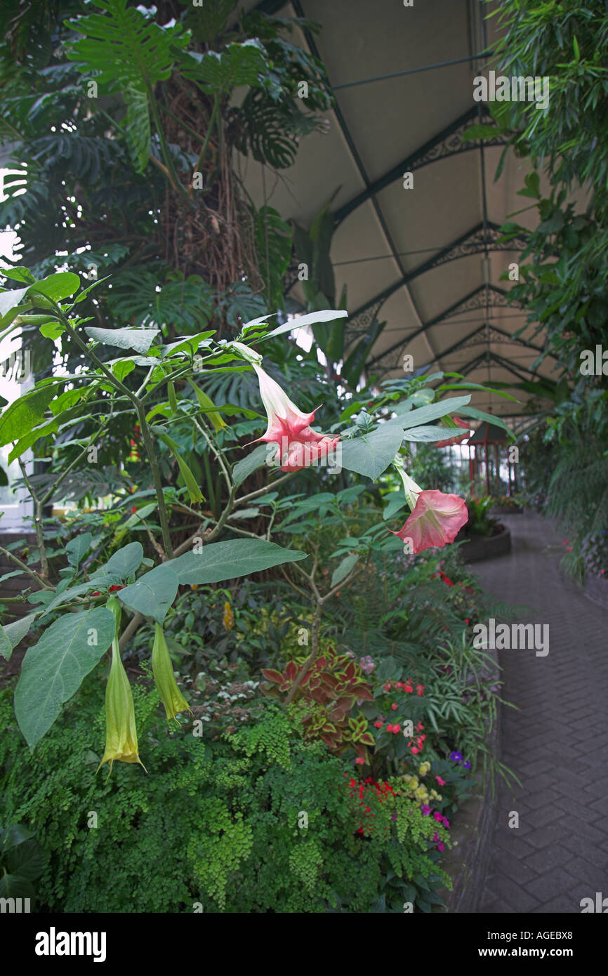 Tropical garden plants greenhouse interior Pavilion Buxton Derbyshire