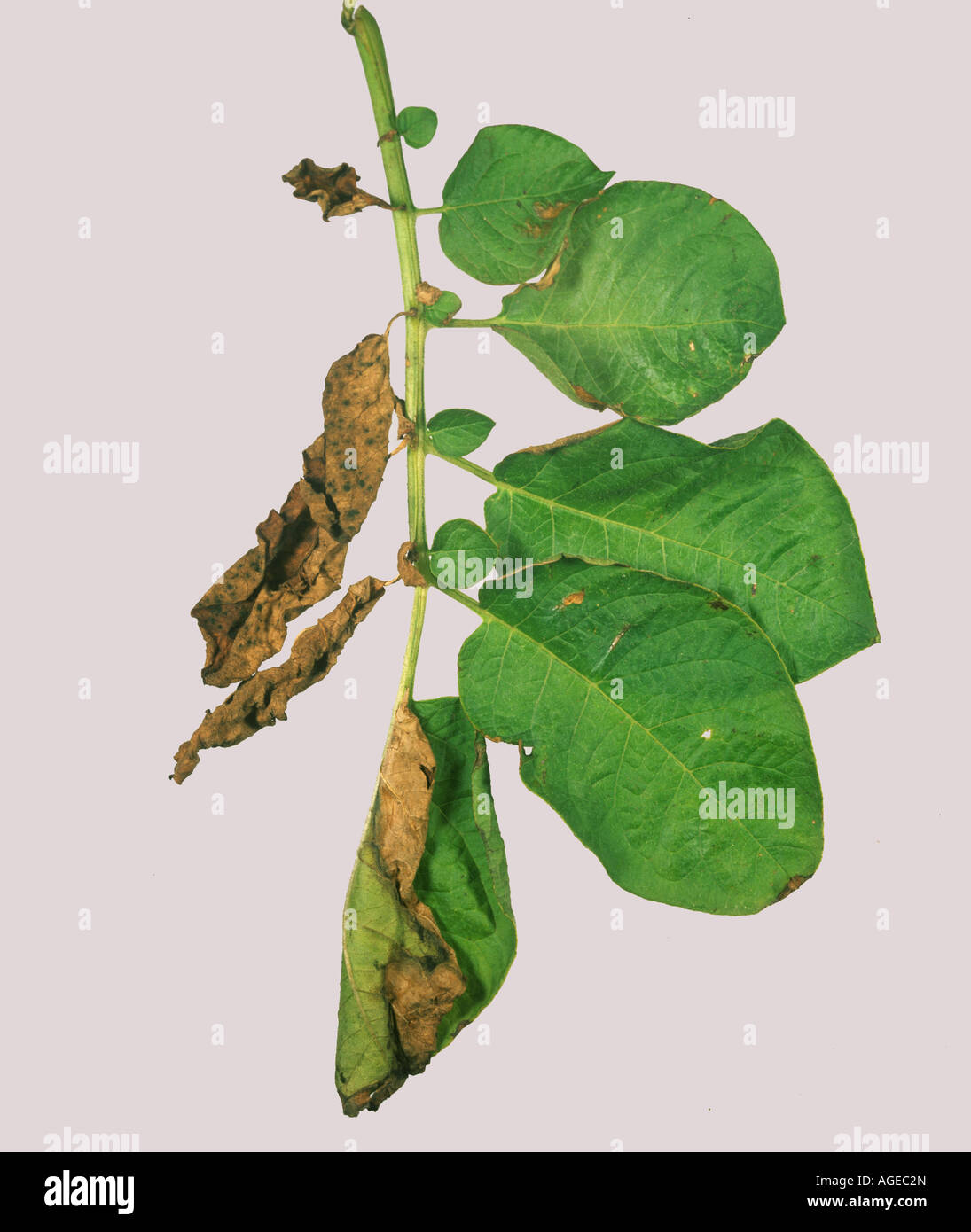 Verticillium wilt Verticillium albo atrum typical one side damage to a potato leaf Stock Photo