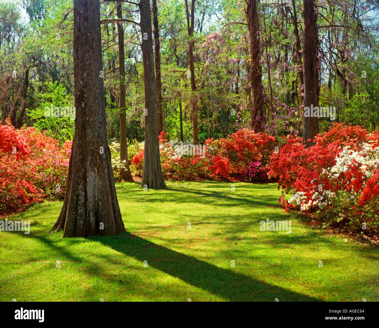Edisto Gardens Orangeburg South Carolina USA Stock Photo Alamy