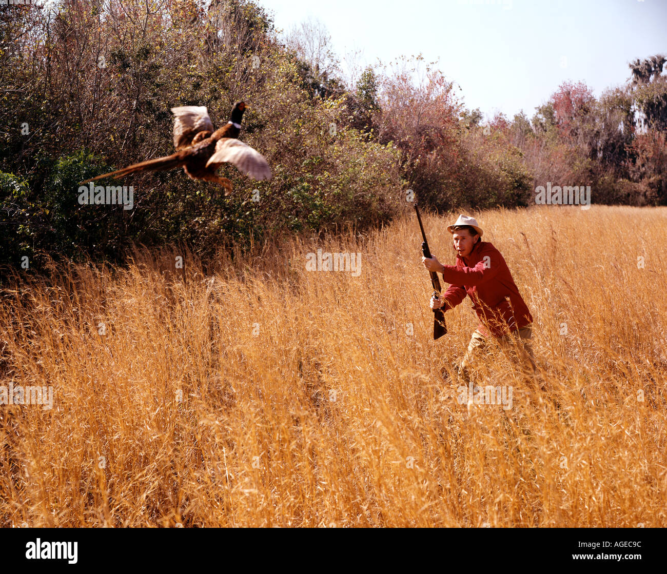 hunter lifts gun as a pheasant flies up in a field Stock Photo