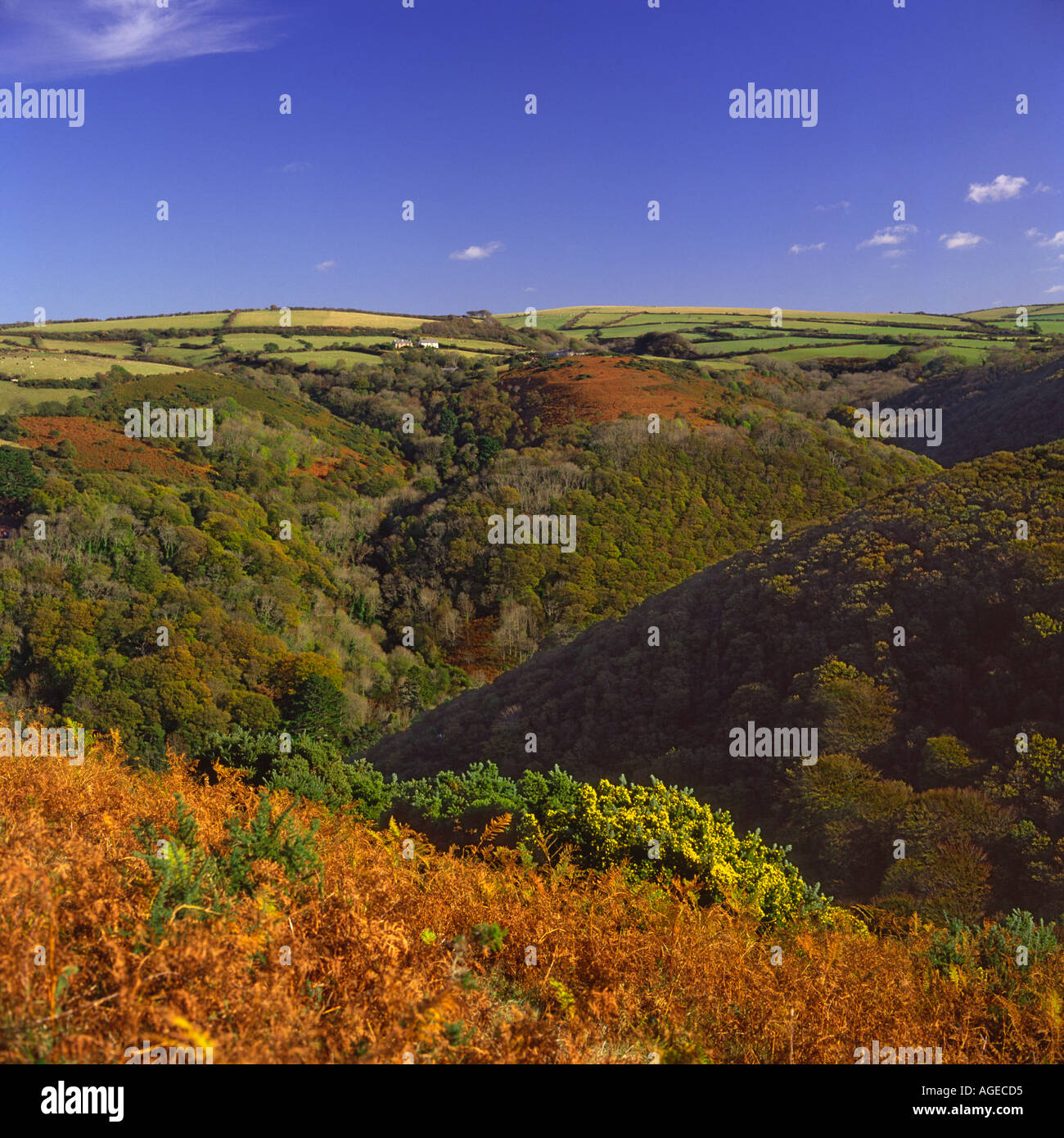 Autumn view across Heddon Valley with brown bracken on Exmoor National Park North Devon England Stock Photo