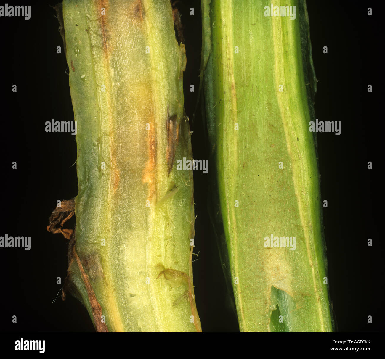 Wilt Verticillium albo atrum comparing stem cut from a healthy plant with a diseased section Stock Photo