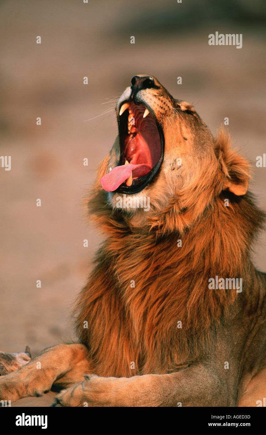 Lion Panthera leo Yawning Etosha National Park Namibia Sub Saharan Africa Stock Photo