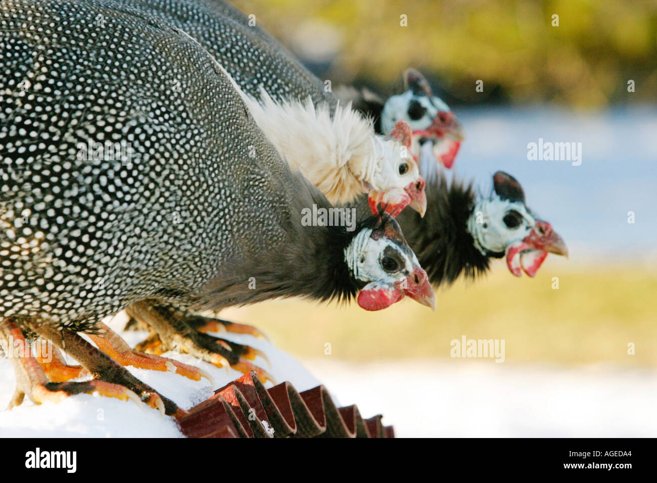Guinea Fowl Hens Perched On Top Of A Coop Stock Photo 1109411 Alamy