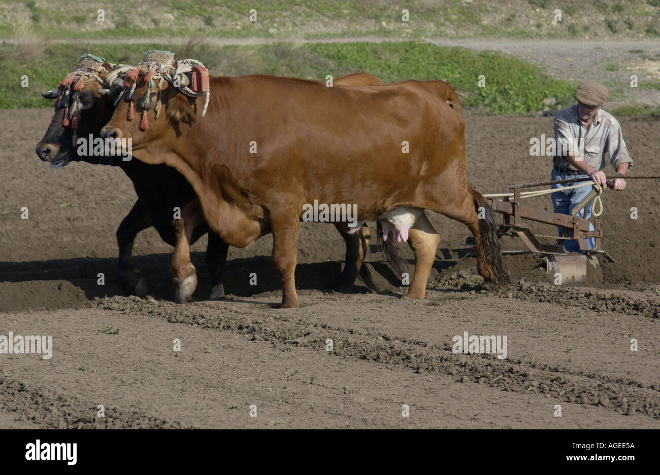 Oxen pulling plough hires stock photography and images Alamy