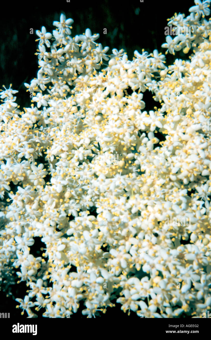 Elderflower. Close up of Elderflower Sambucus nigra Stock Photo