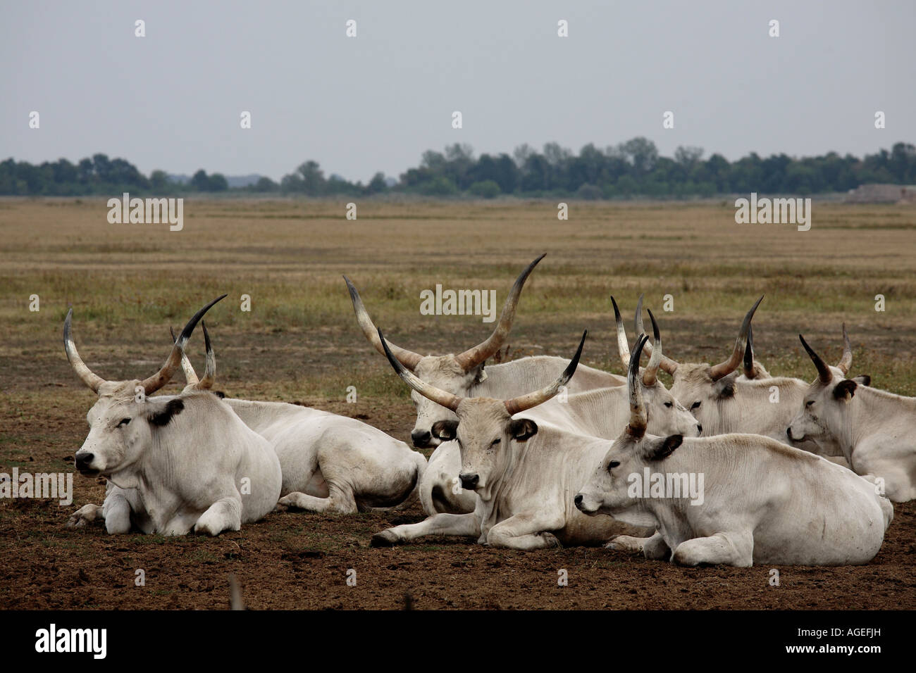 Hungarian cattle hi-res stock photography and images - Alamy