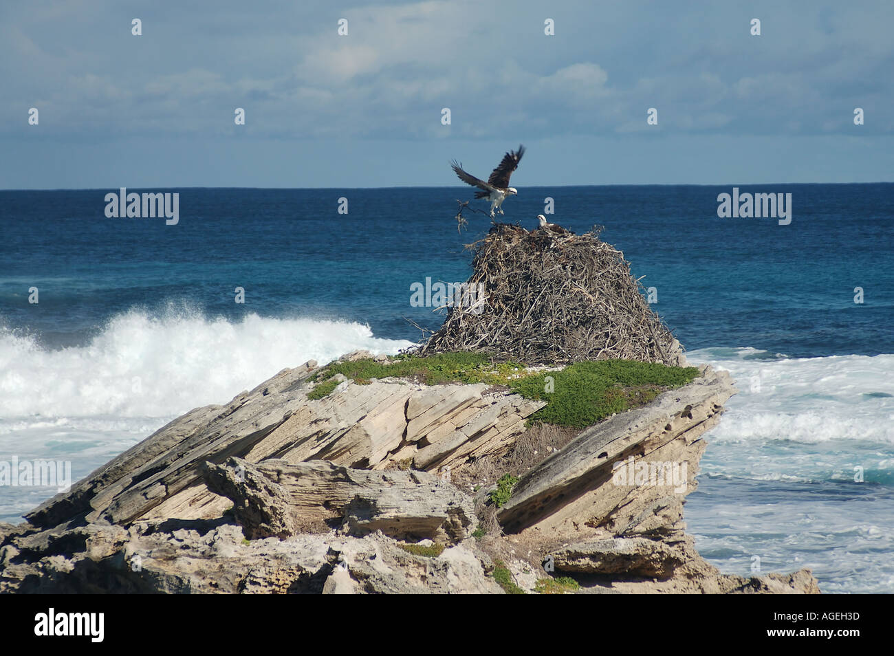 Pair of osprey Pandion haliaetus on stack nest Rottnest Island Western Australia Stock Photo