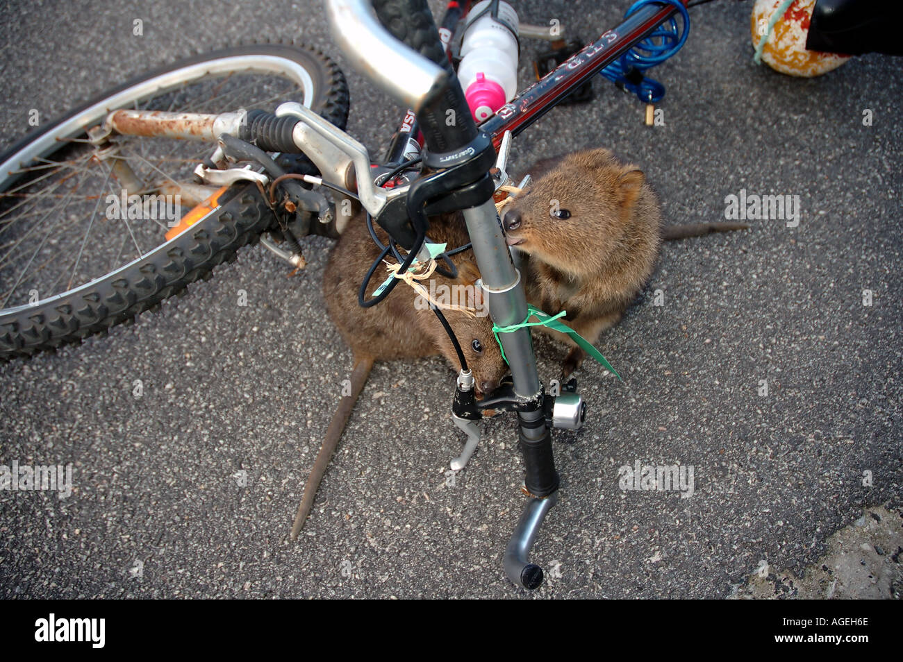 Quokkas Setonix brachyurus marsupials native to Rottnest Island checking out a bicycle Western Australia Stock Photo - Alamy