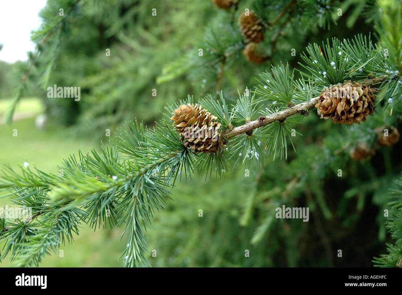 Fir Cones Genus Ablies England Stock Photo