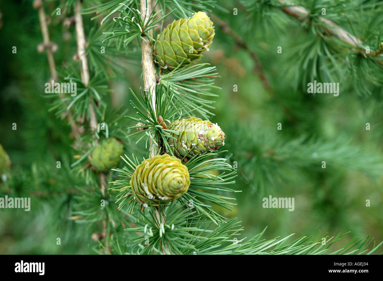 Young Fir Cones on evergreen genus abies fir tree England Stock Photo