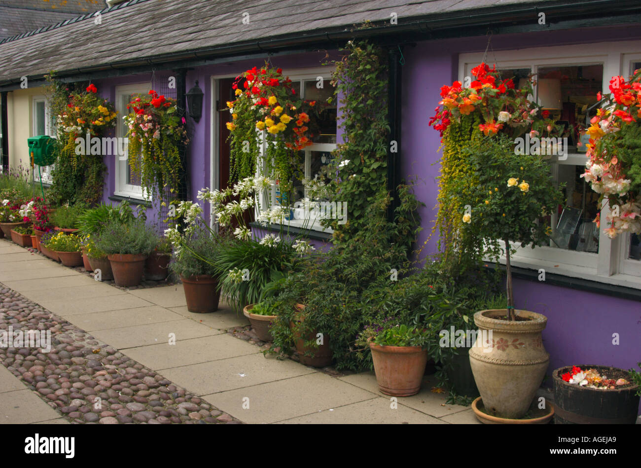 Hanging baskets and plant pots outside a colourful building in Beaumaris Anglesey Wales Stock Photo
