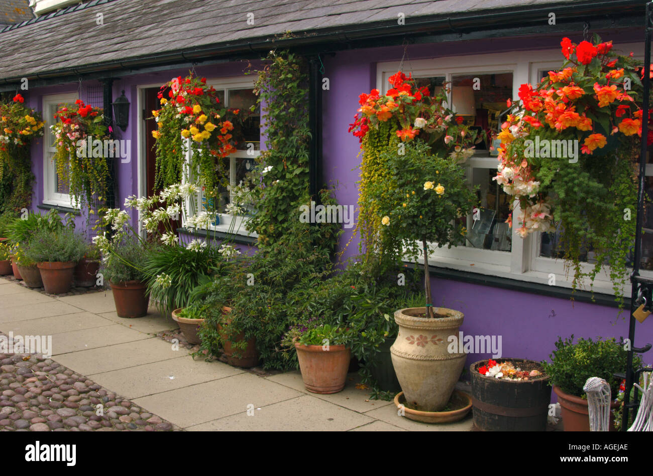 Hanging baskets and plant pots outside a colourful building in Beaumaris Anglesey Wales Stock Photo