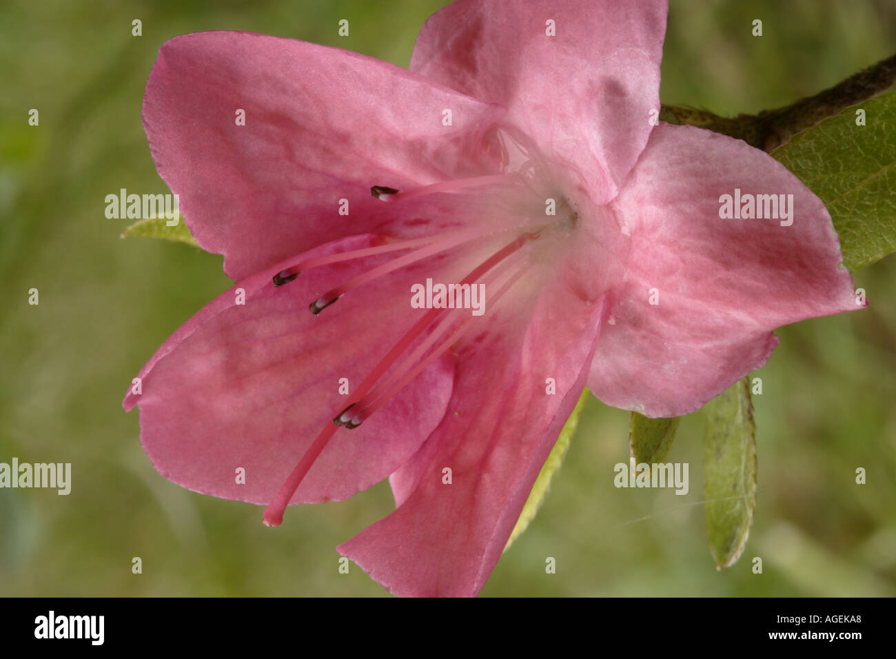 Rhododendron obtusum Rex Japanese funnel shaped flower Stock Photo