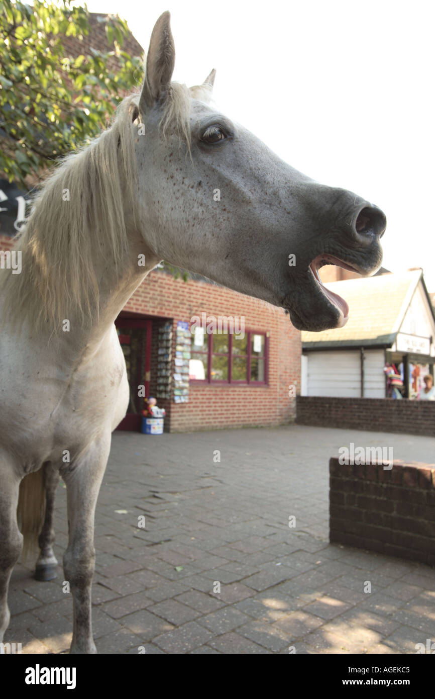 white horse with open mouth and pricked ears outside shop Stock Photo