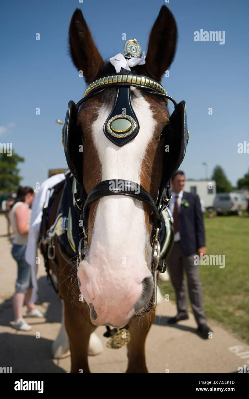 Horse blinkers hires stock photography and images Alamy