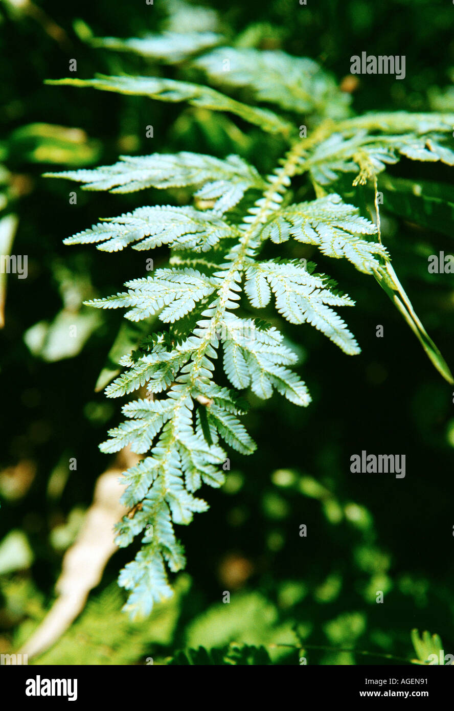Blueish fern in Taman Negara national park in Malaysia one of the oldest rainforests in the world Stock Photo