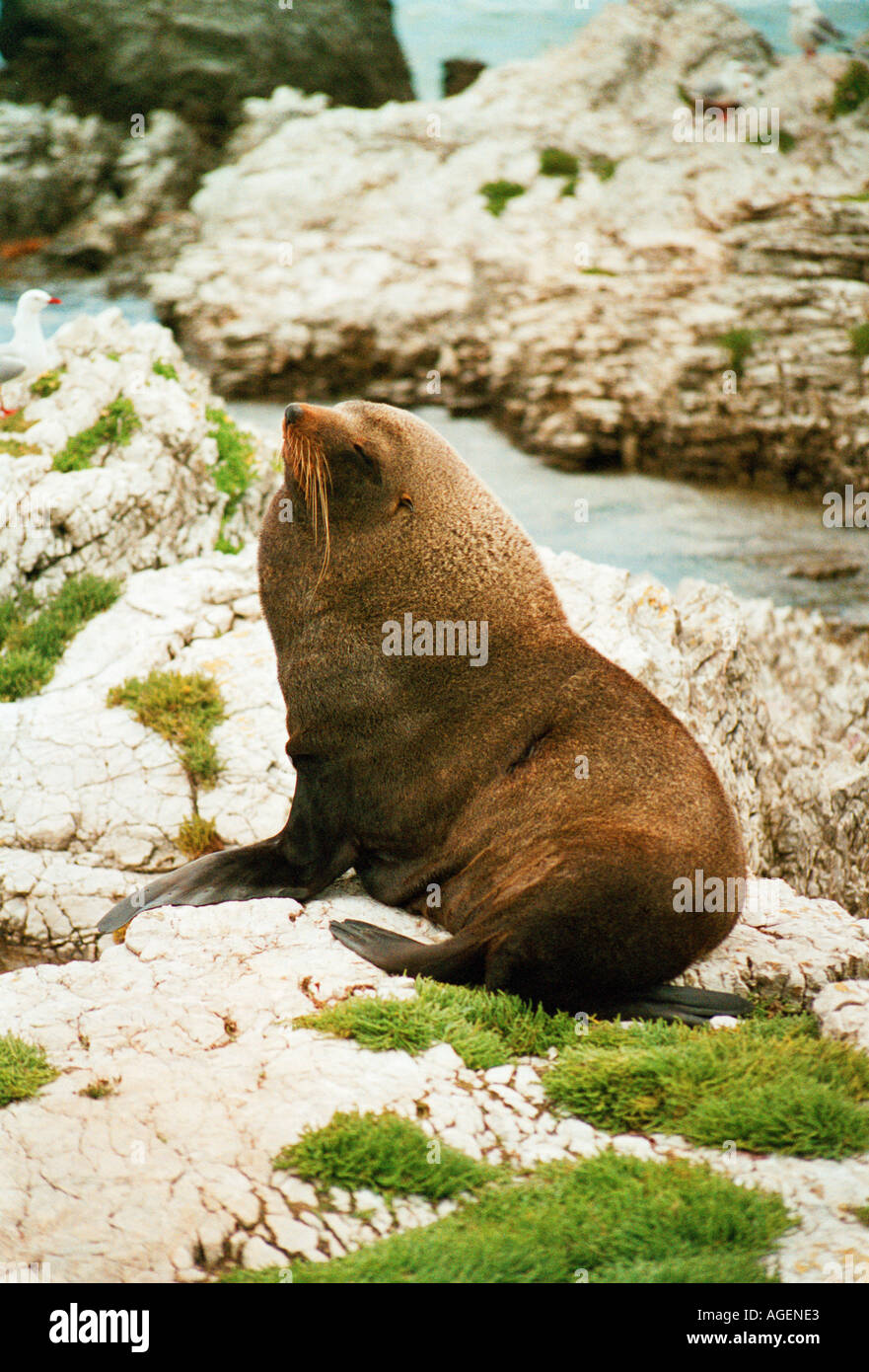 New Zealand fur seal resting on rocks by the seal colony in Kaikoura on the South Island New Zealand Stock Photo