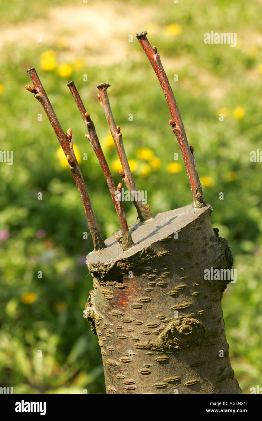 Tree cuttings hires stock photography and images Alamy