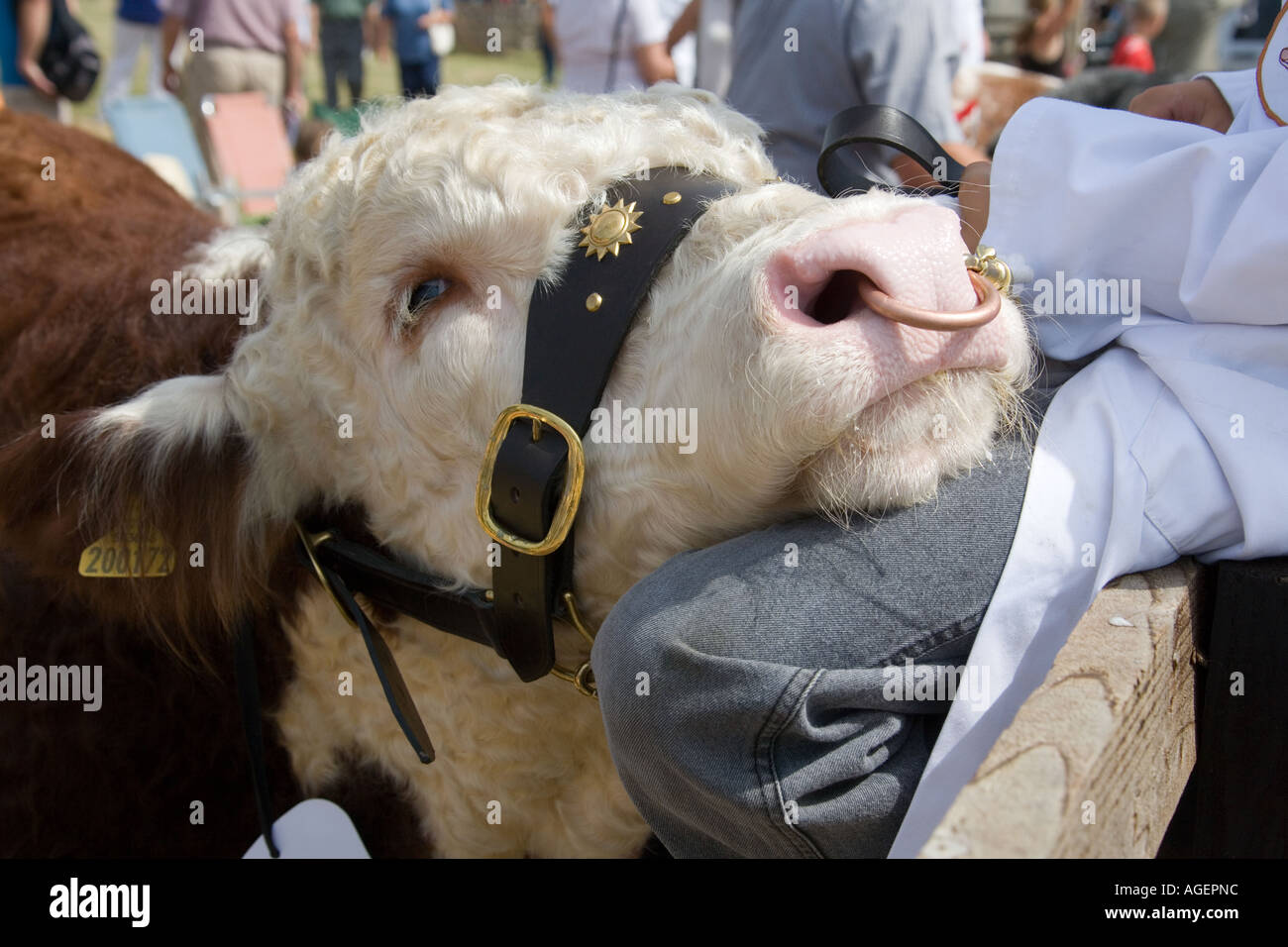 Friendly bull with its head resting on a farmhands leg at an ...