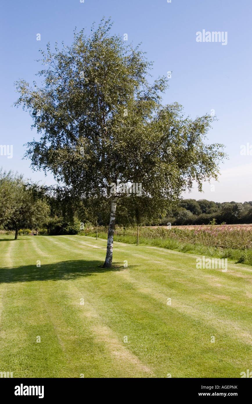 Silver birch tree in full leaf on a neatly mown lawn Stock Photo