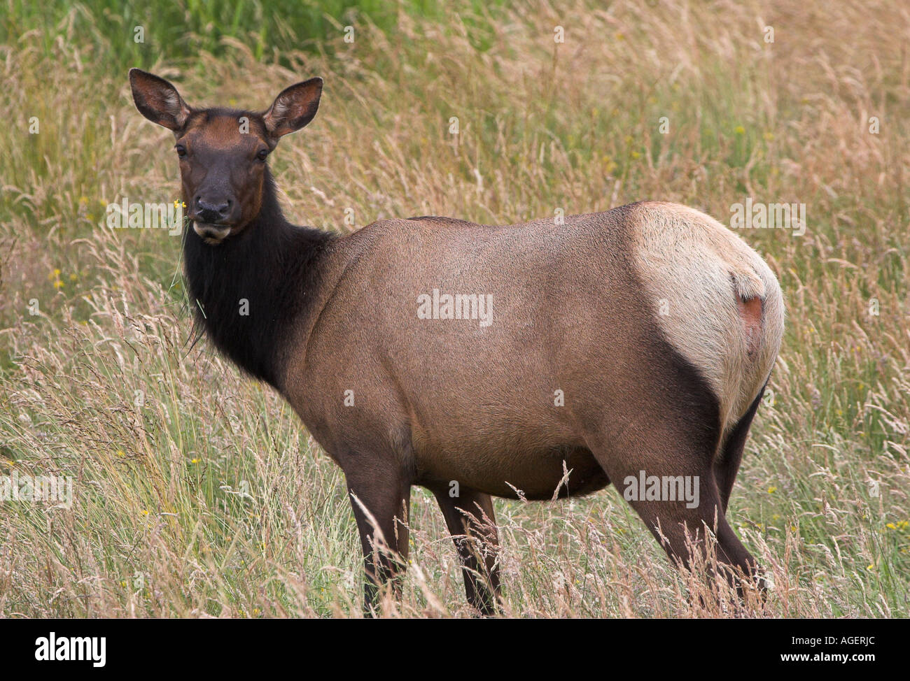 picture of female elk picture of female elk