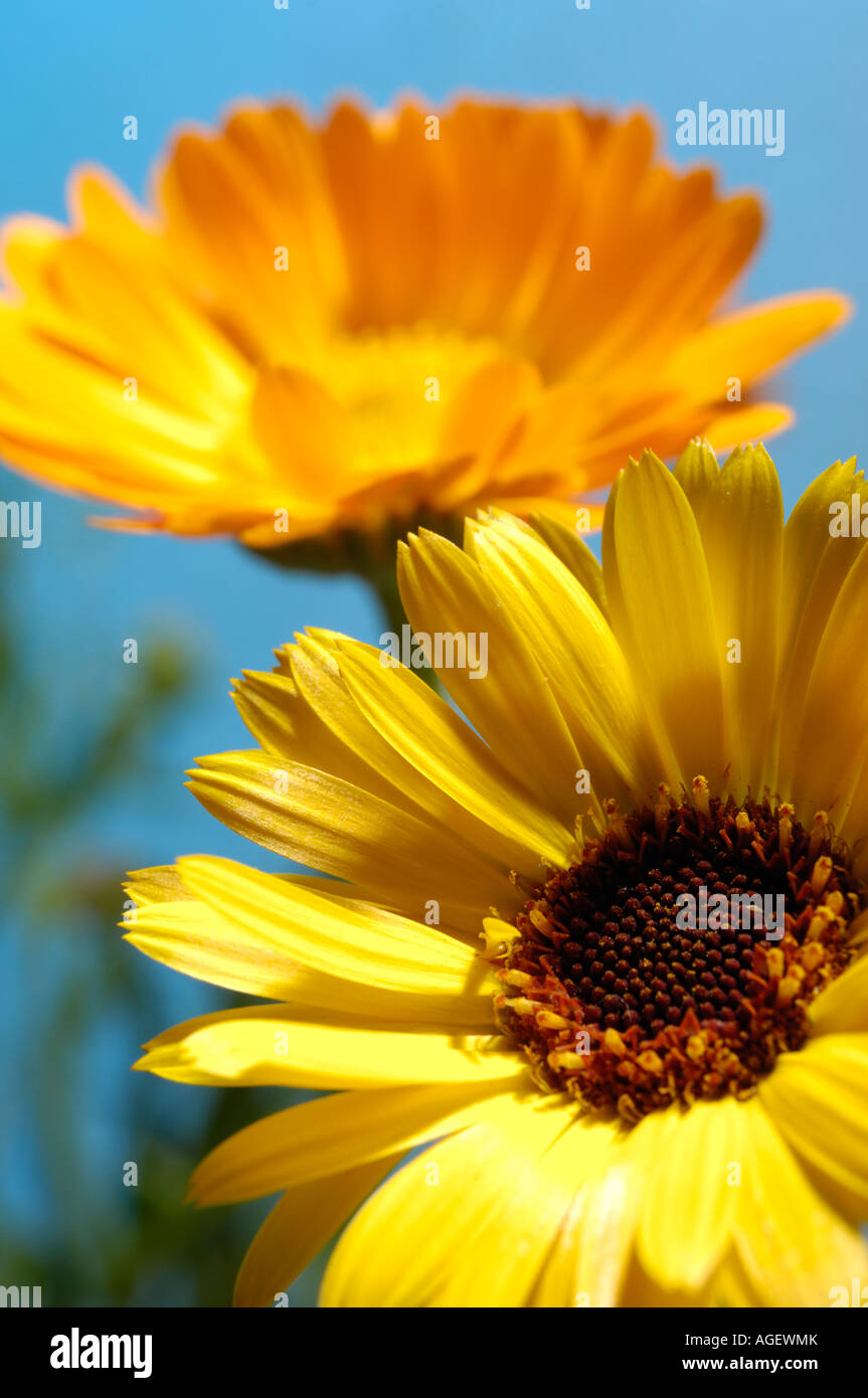 Orange yellow daisy flowers Stock Photo Alamy