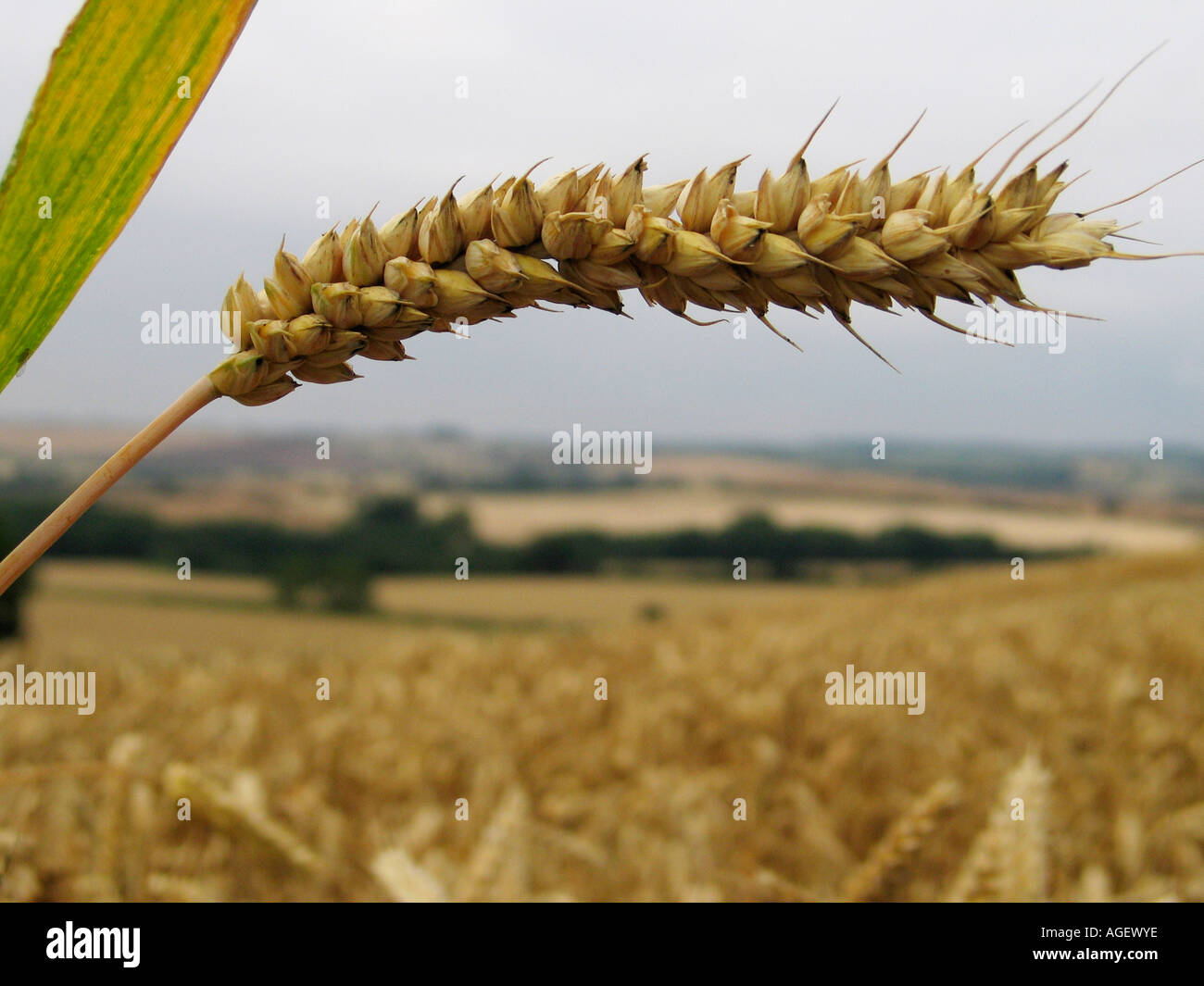 An ear of corn growing at Hanging Houghton Northants UK Stock Photo Alamy