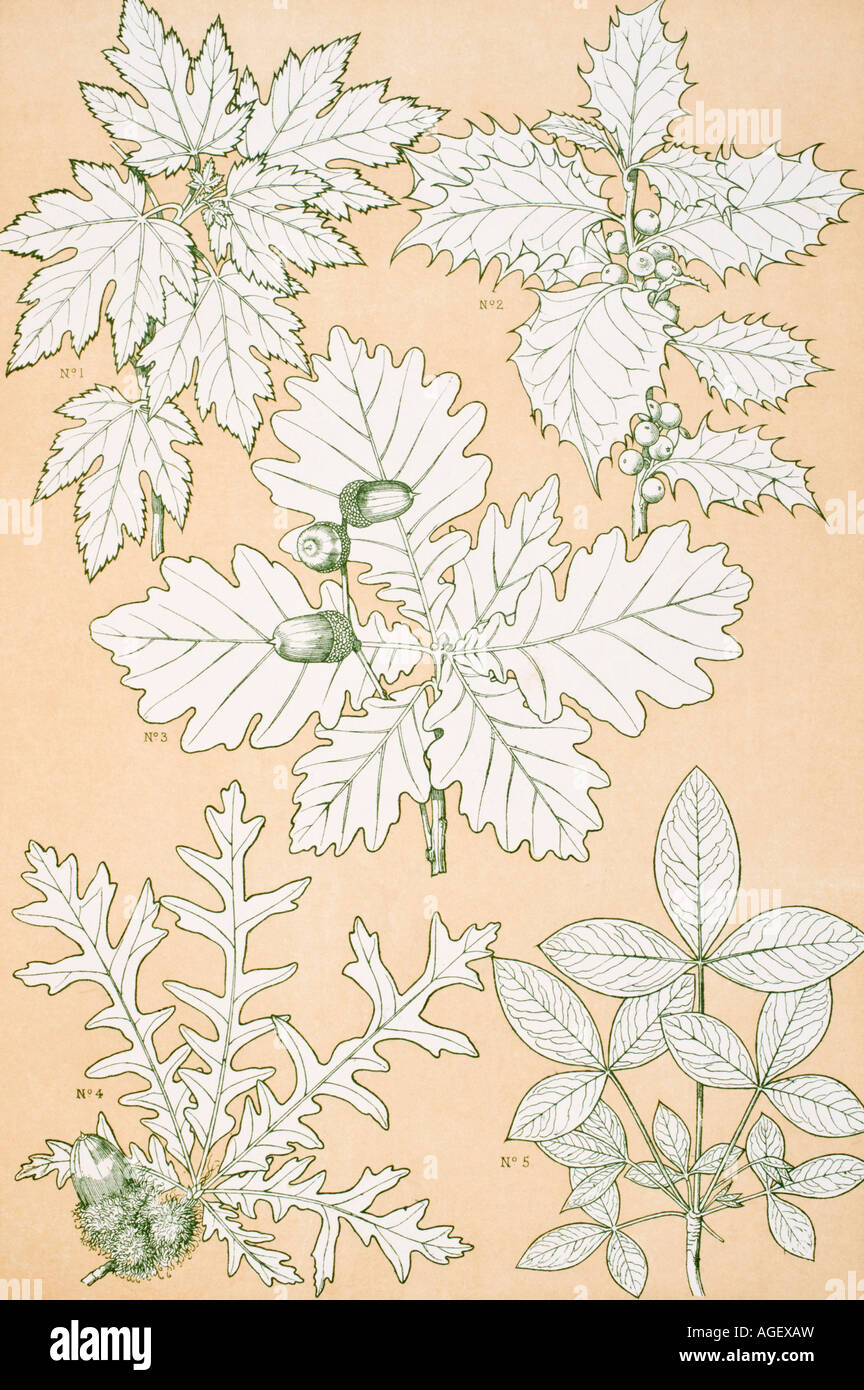 The Grammar of Ornament.  Leaves and Flowers from Nature No 5, Plate XCV. Stock Photo