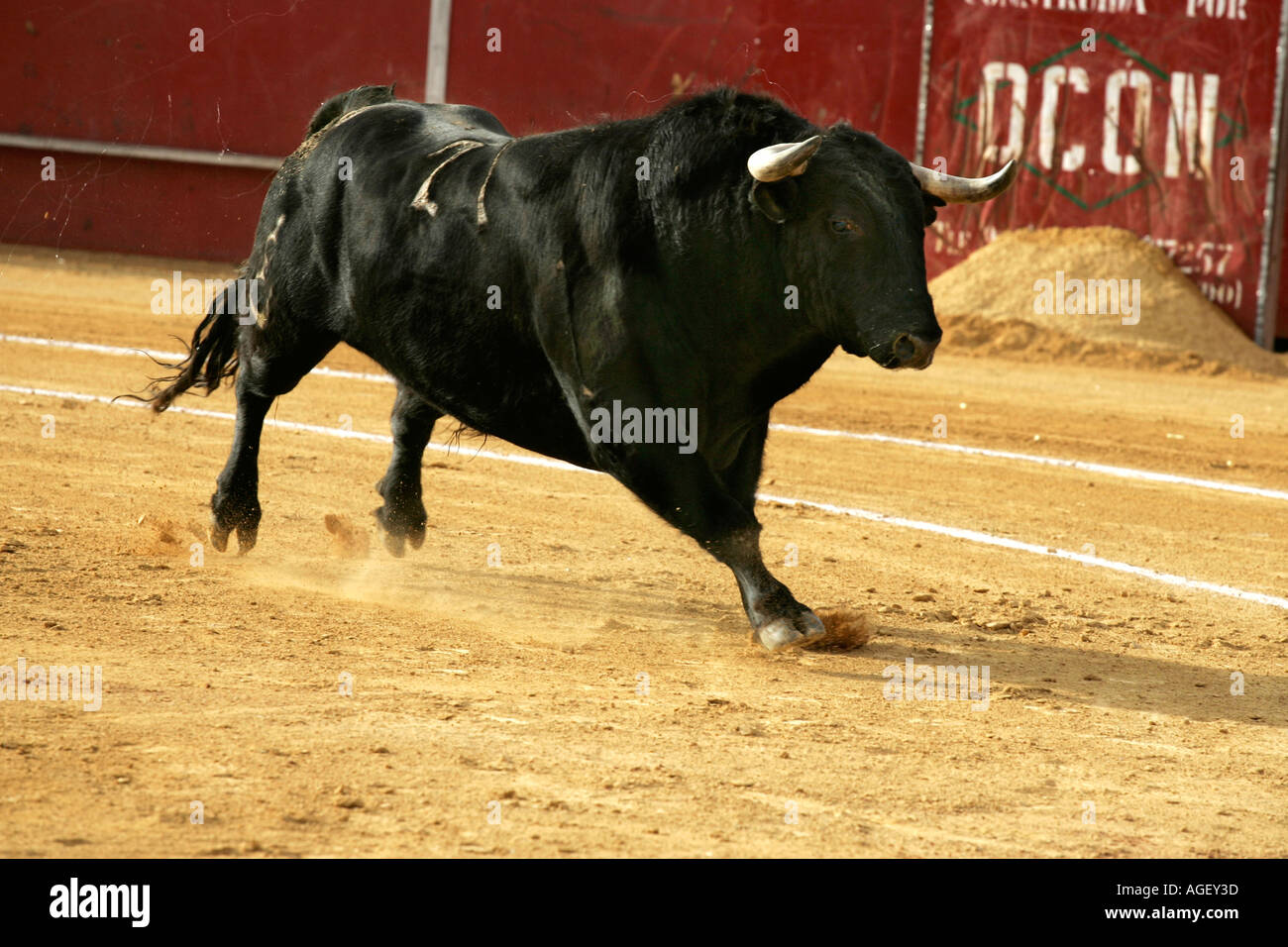 The bull comes out to ring Stock Photo